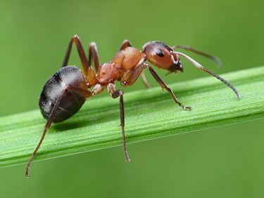 ant extermination calgary1