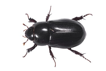 beetle1