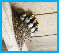 birds nest removal calgary by pestica