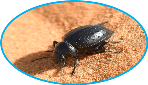 calgary beetle control