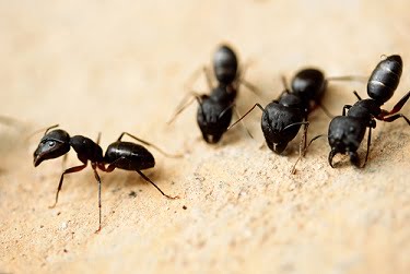 carpenter ants1