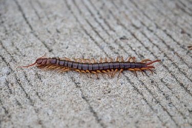 centipedes1