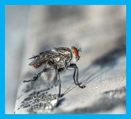 fly contro calgary by pestica