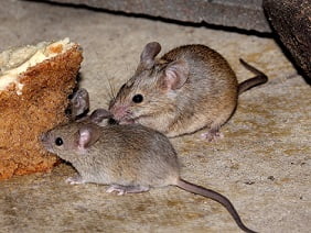 mice is eating food2