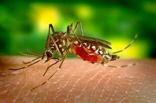 mosquito control calgary1