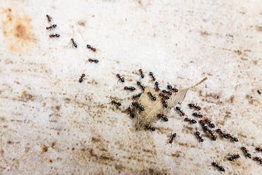 pavement ants1