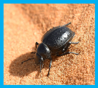 pestica beetle control calgary
