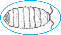 pill bug calgary