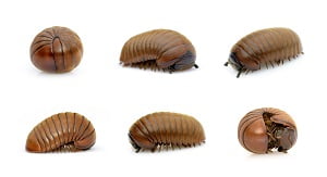 pill bug removal1