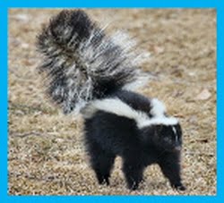 skunk control calgary by pestica