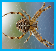 spider control calgary by pestica