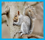 squirrel removal calgary by pestica