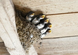 swallows nest1