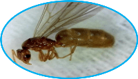 termite and ant swarmer
